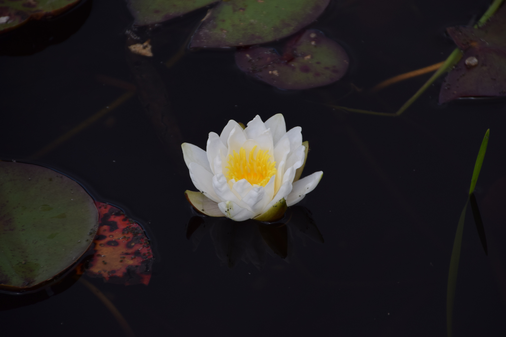 Flower at sea