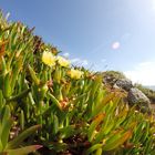 Flower at the Sea