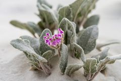 Flower at White Sands, NM