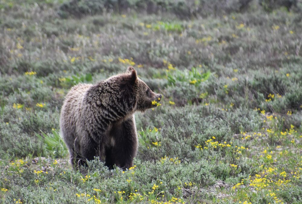 flower Bär