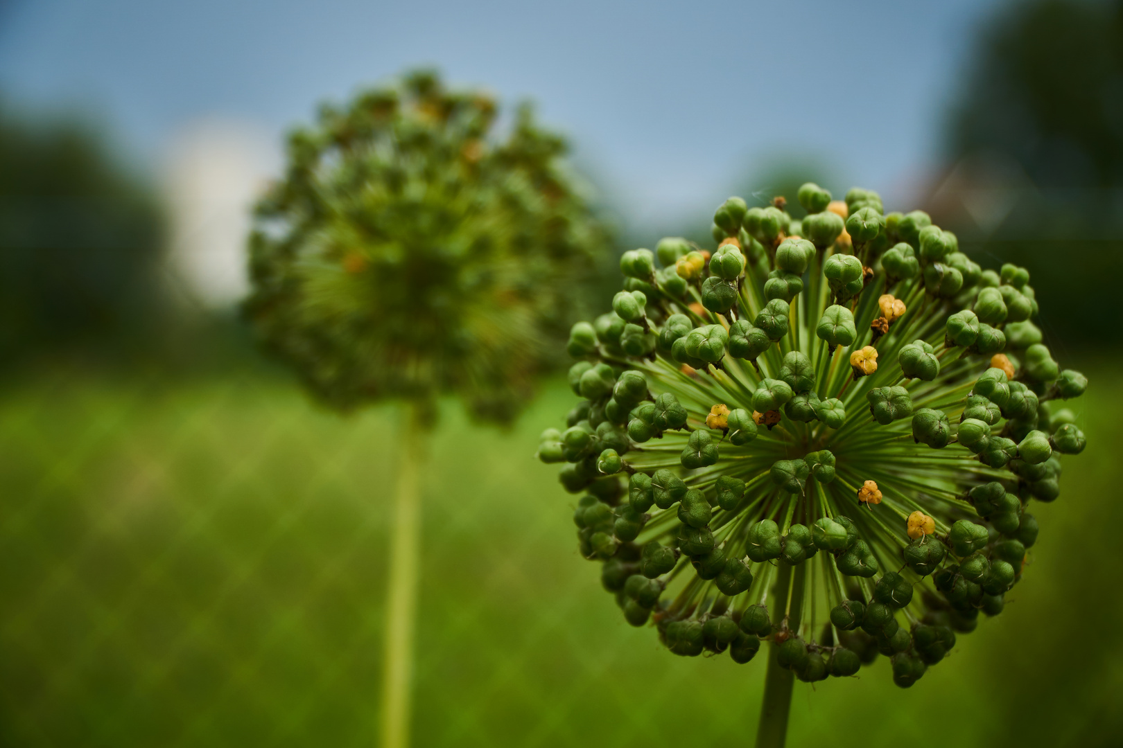 Flower Ball I