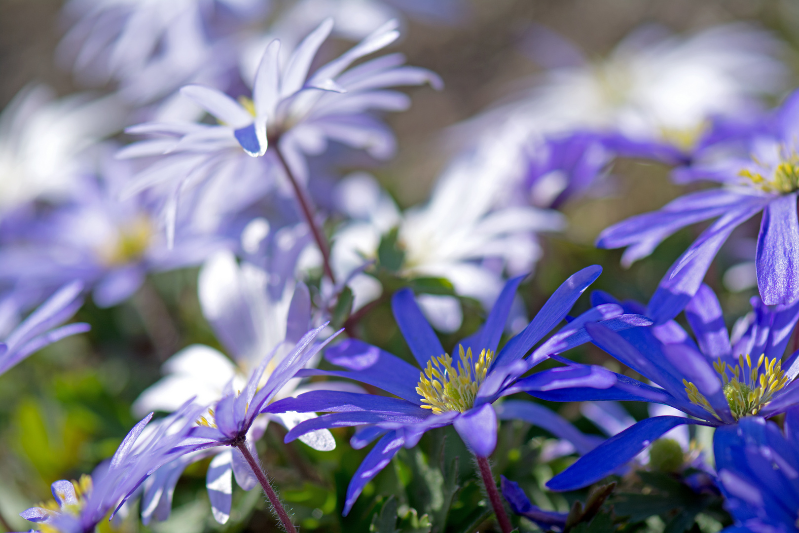 flower bed