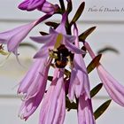 Flower - Bee looking for nectar to make hoeny