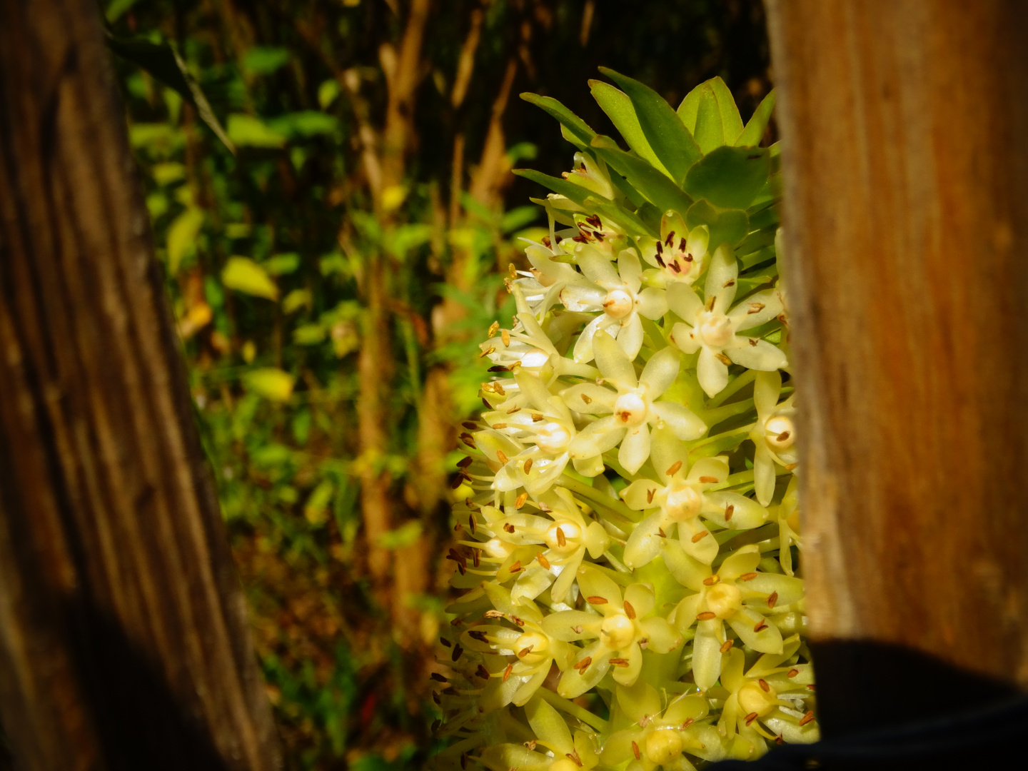 Flower behind a fence