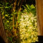 Flower behind a fence