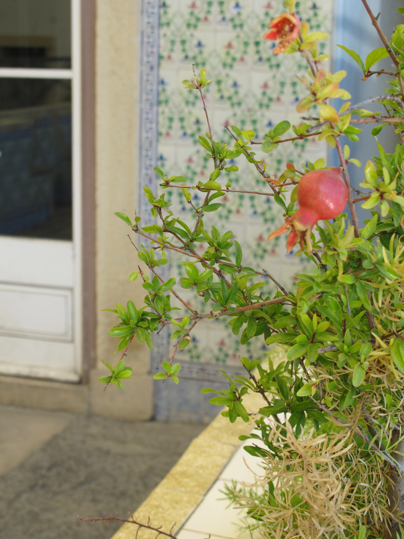 flower between the walls