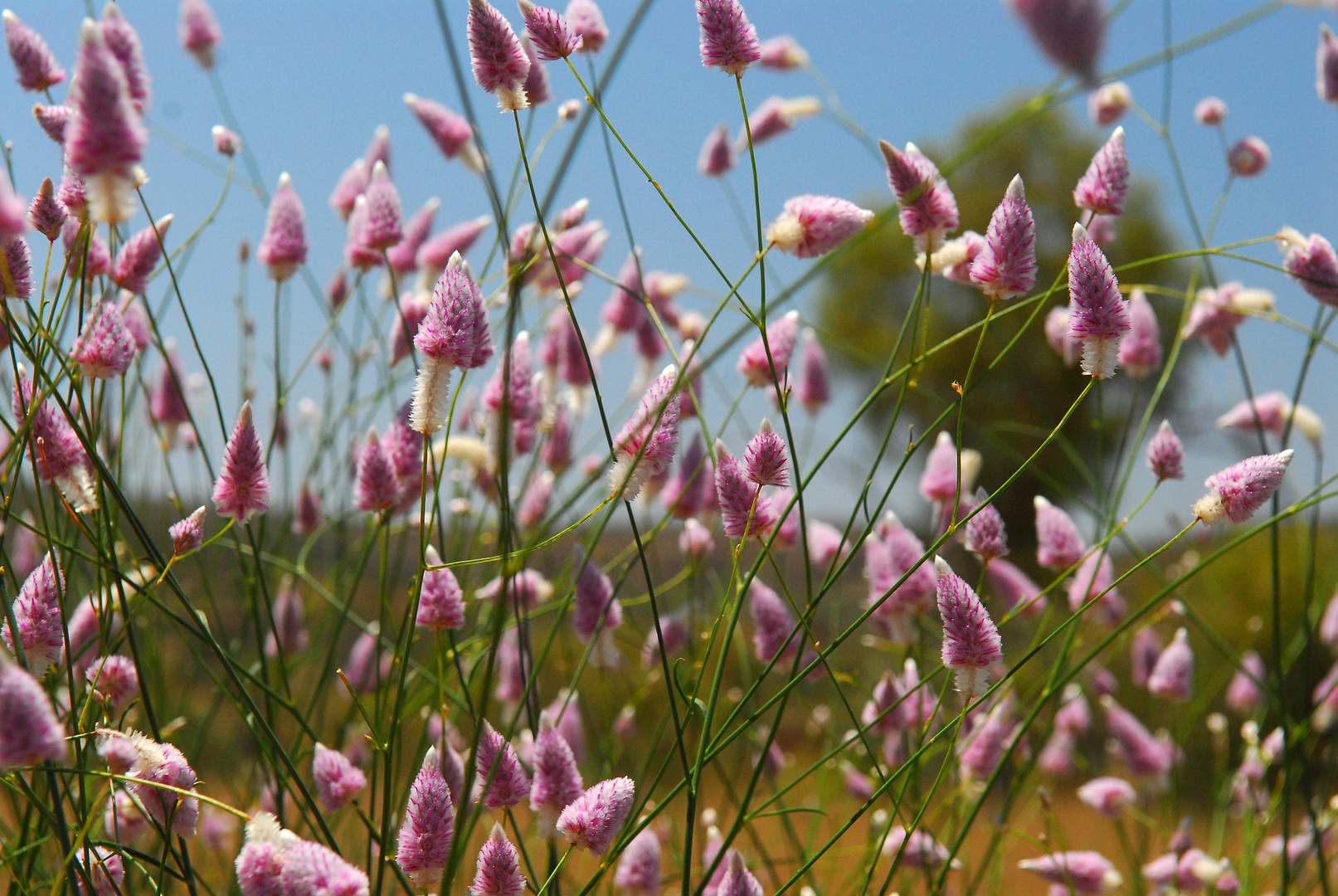 flower