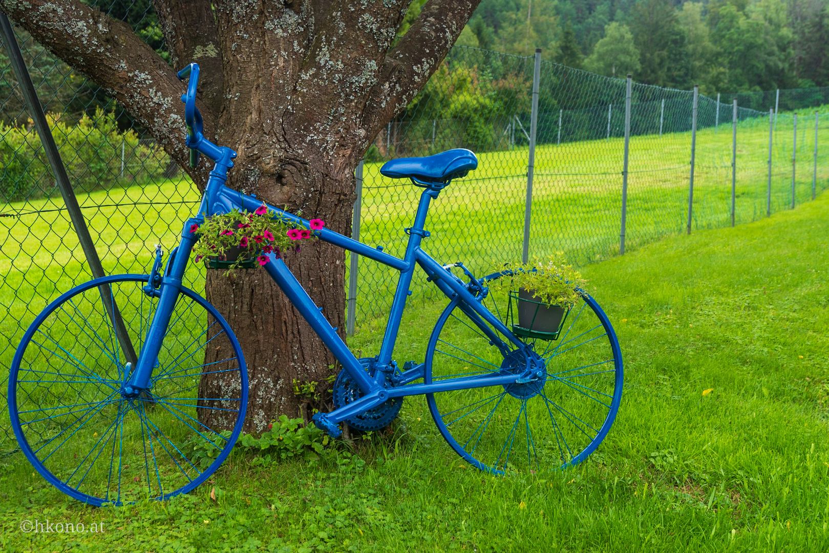 Flower bike