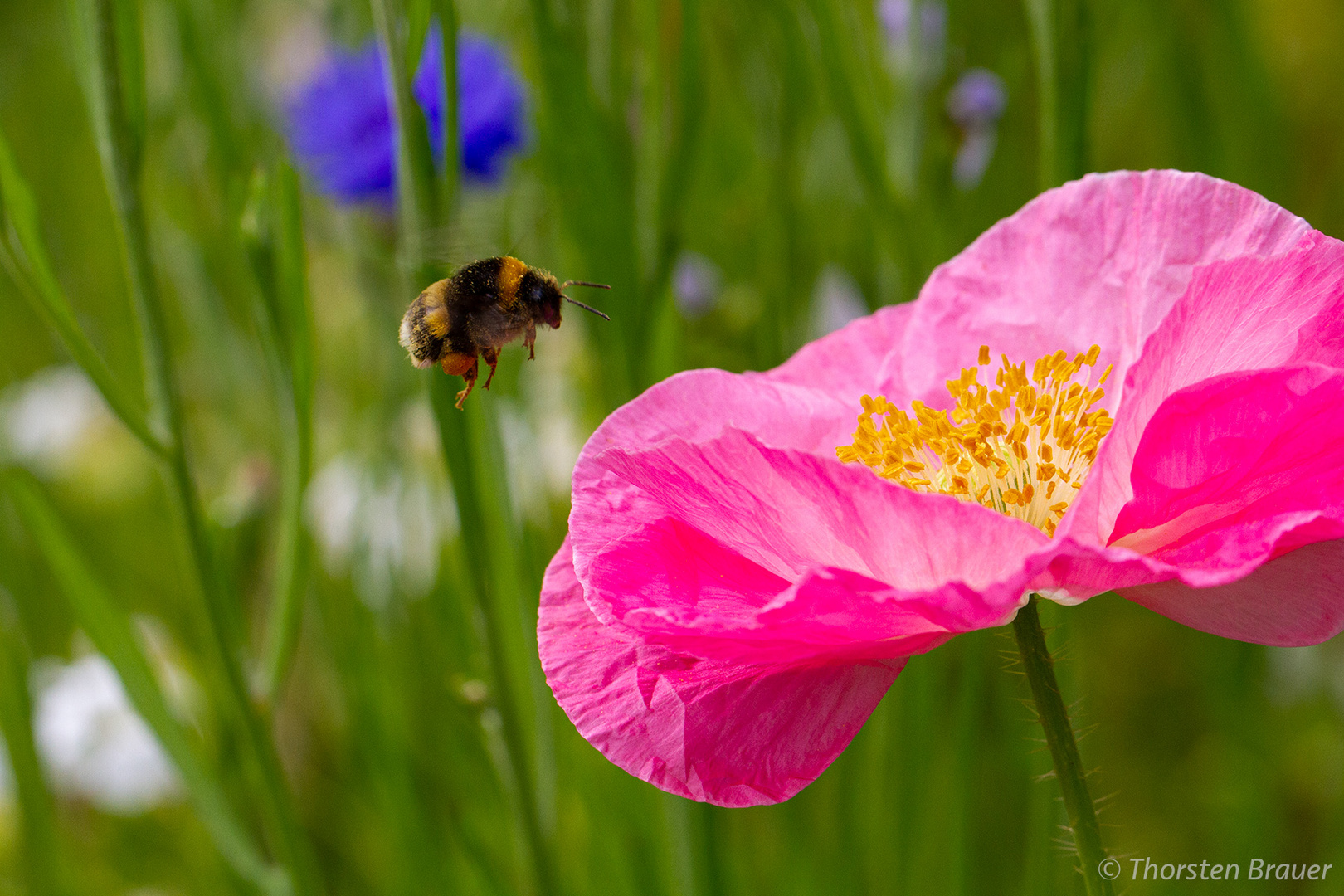 Flower bitte melden ...