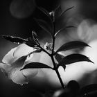 flower, black and white.