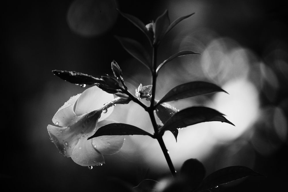 flower, black and white.