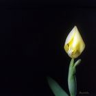 flower blooms1