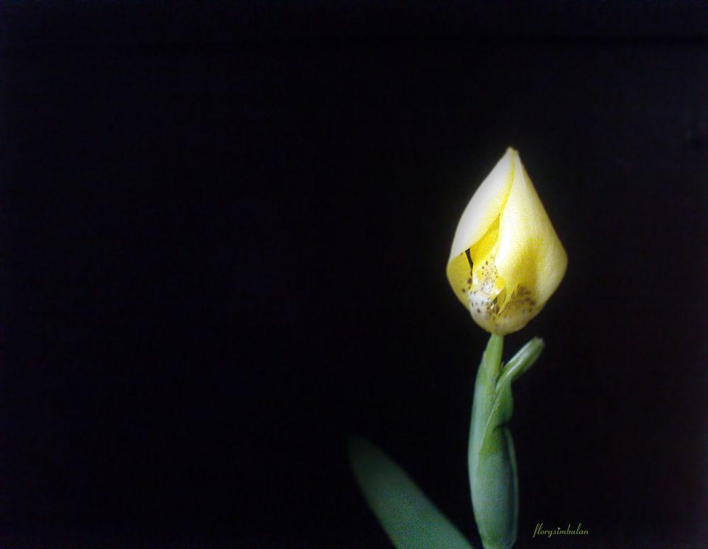 flower blooms1