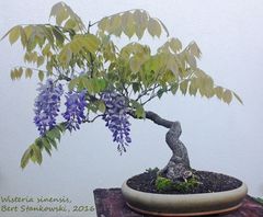 Flower Bonsai