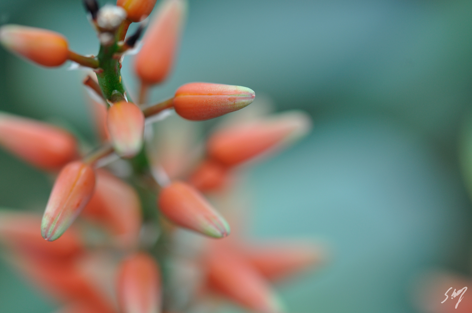 Flower Botanico de Tenerife