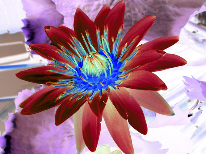 flower bot.garten (negative colorized) .o0°(for a girl called sarah)