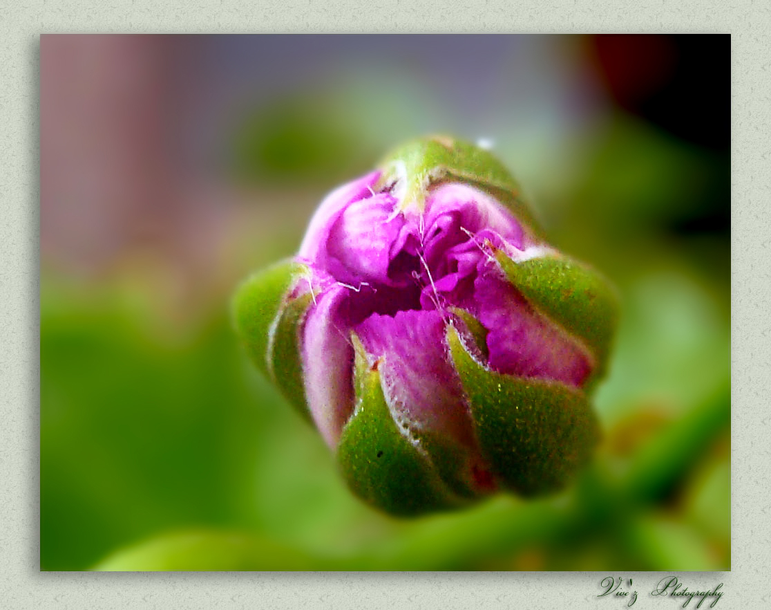 flower bud