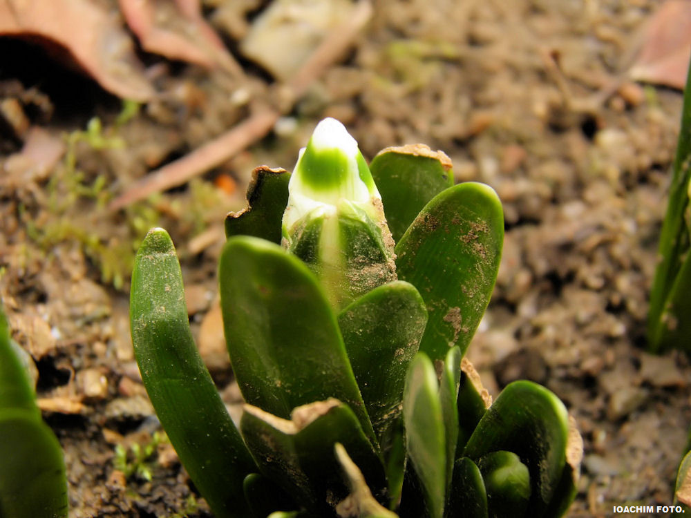 Flower bud