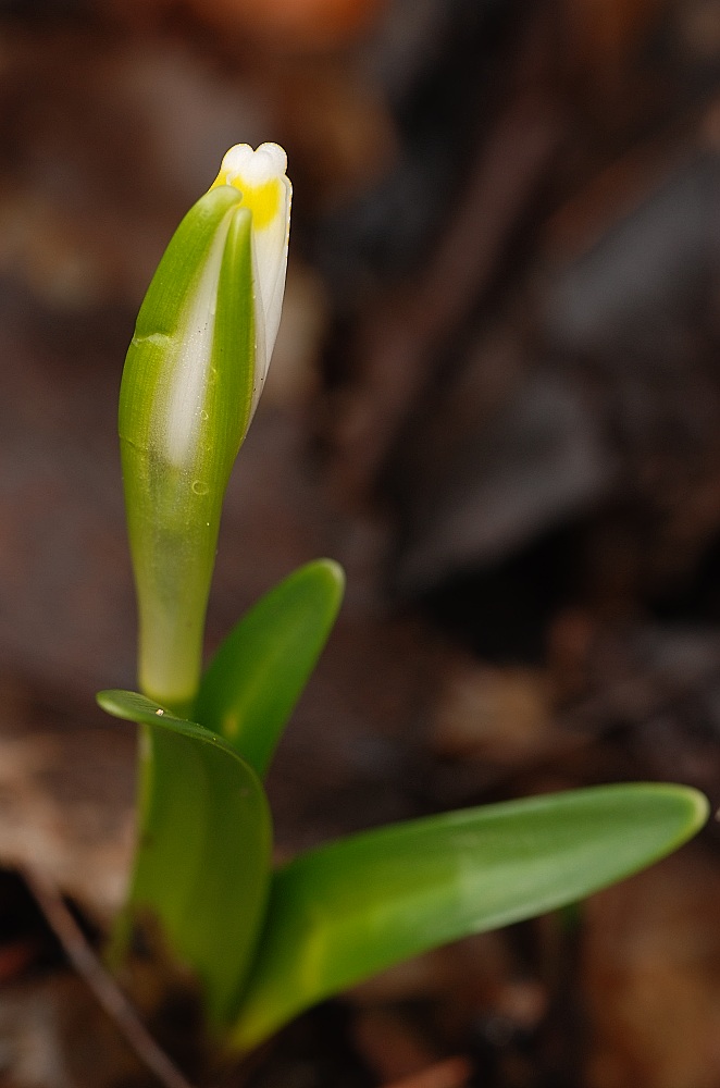 flower-bud