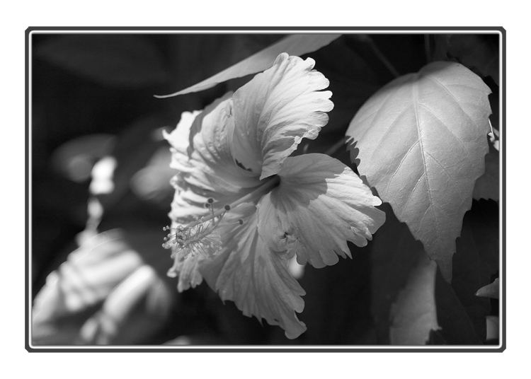 Flower B/W