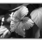 Flower B/W