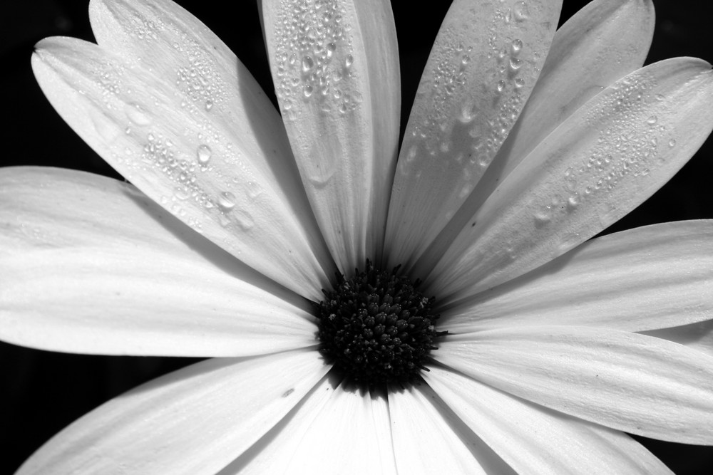 Flower B/W