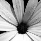 Flower B/W