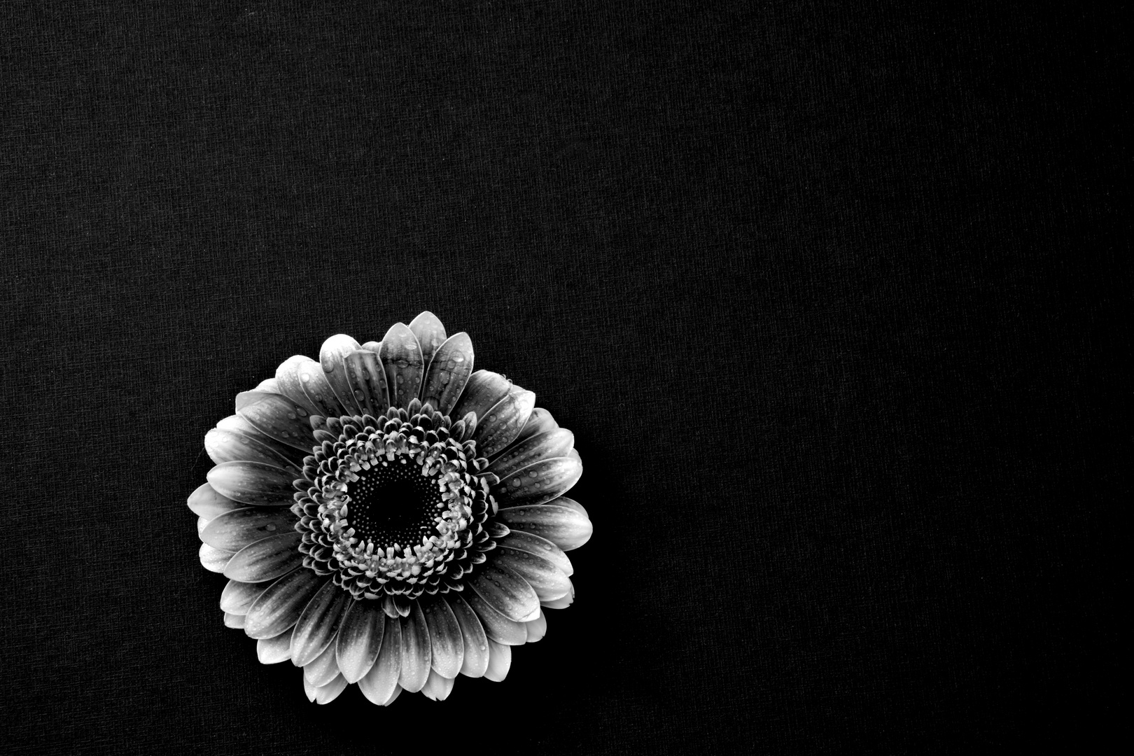 Flower B&W