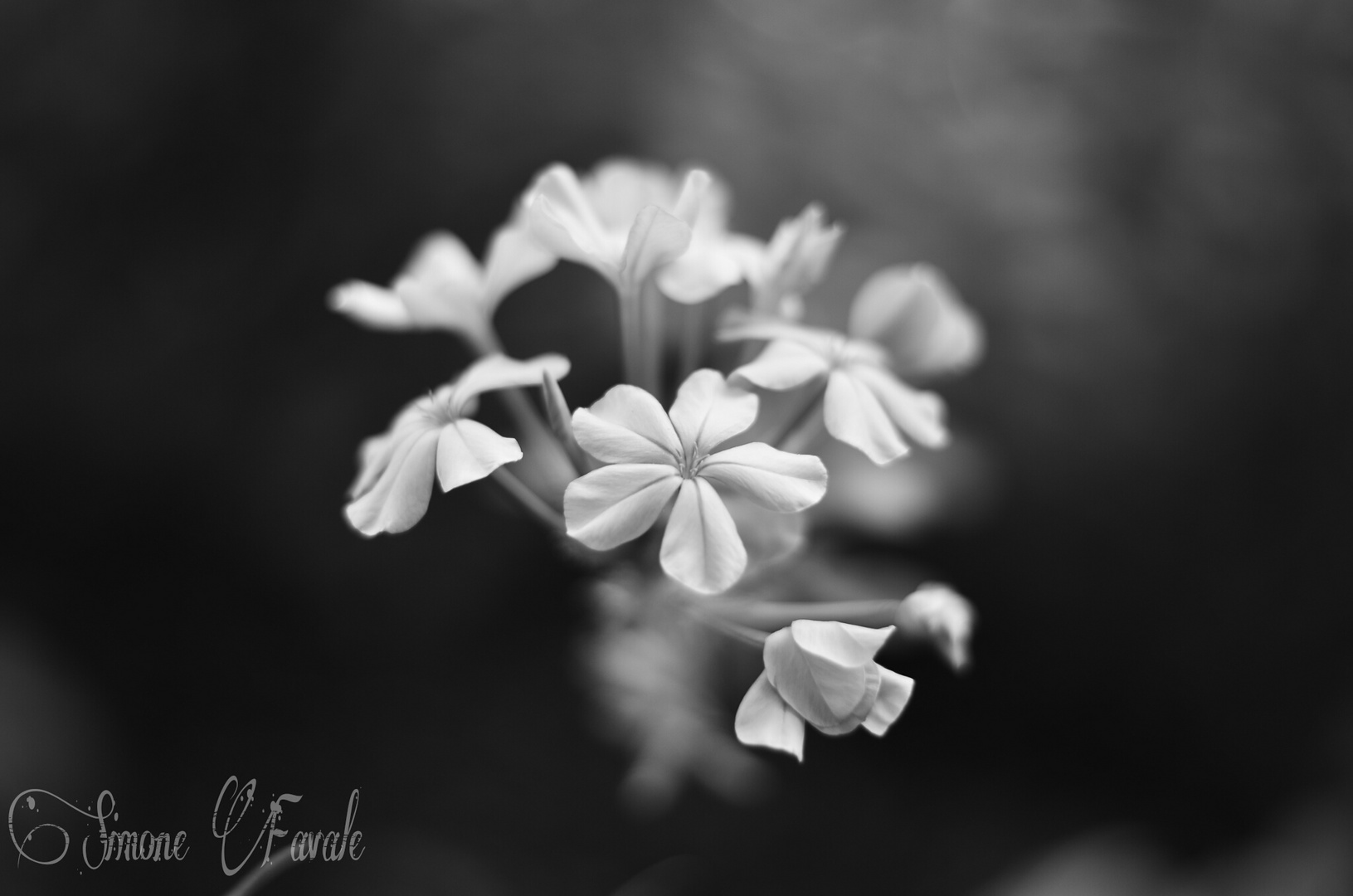 Flower B&W