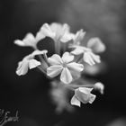 Flower B&W