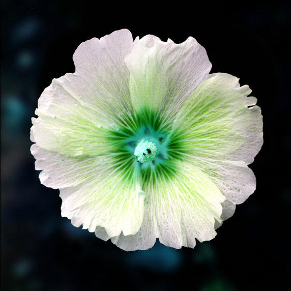 flower von achat art photography 