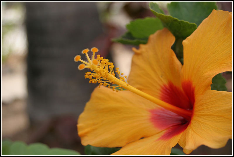 Flower - Canarias