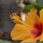 Flower - Canarias