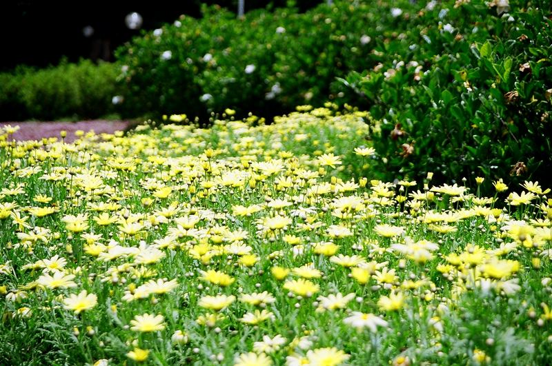 Flower carpet