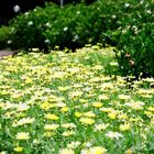 Flower carpet