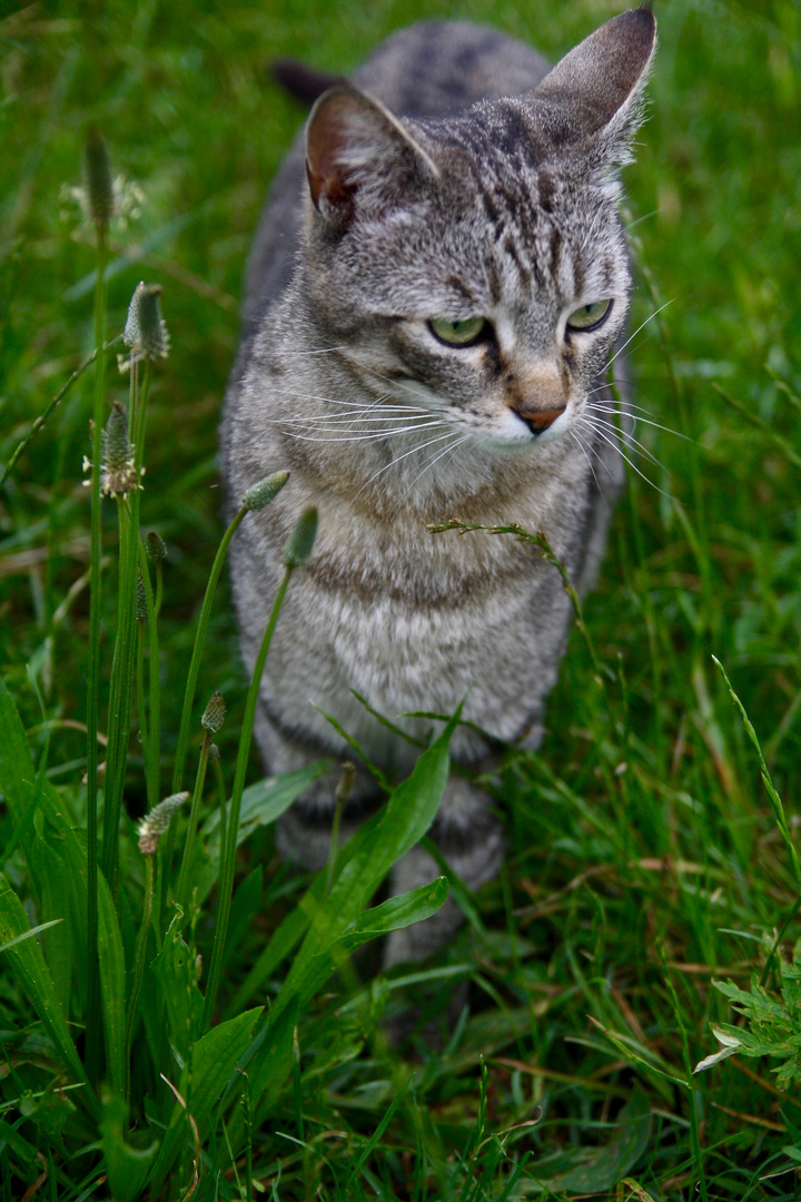 Flower Cat