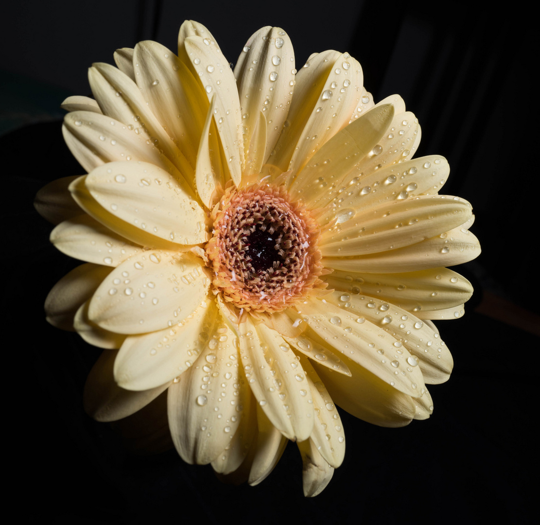 Flower Close Up 