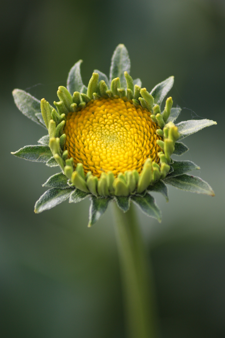 Flower close up