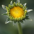 Flower close up