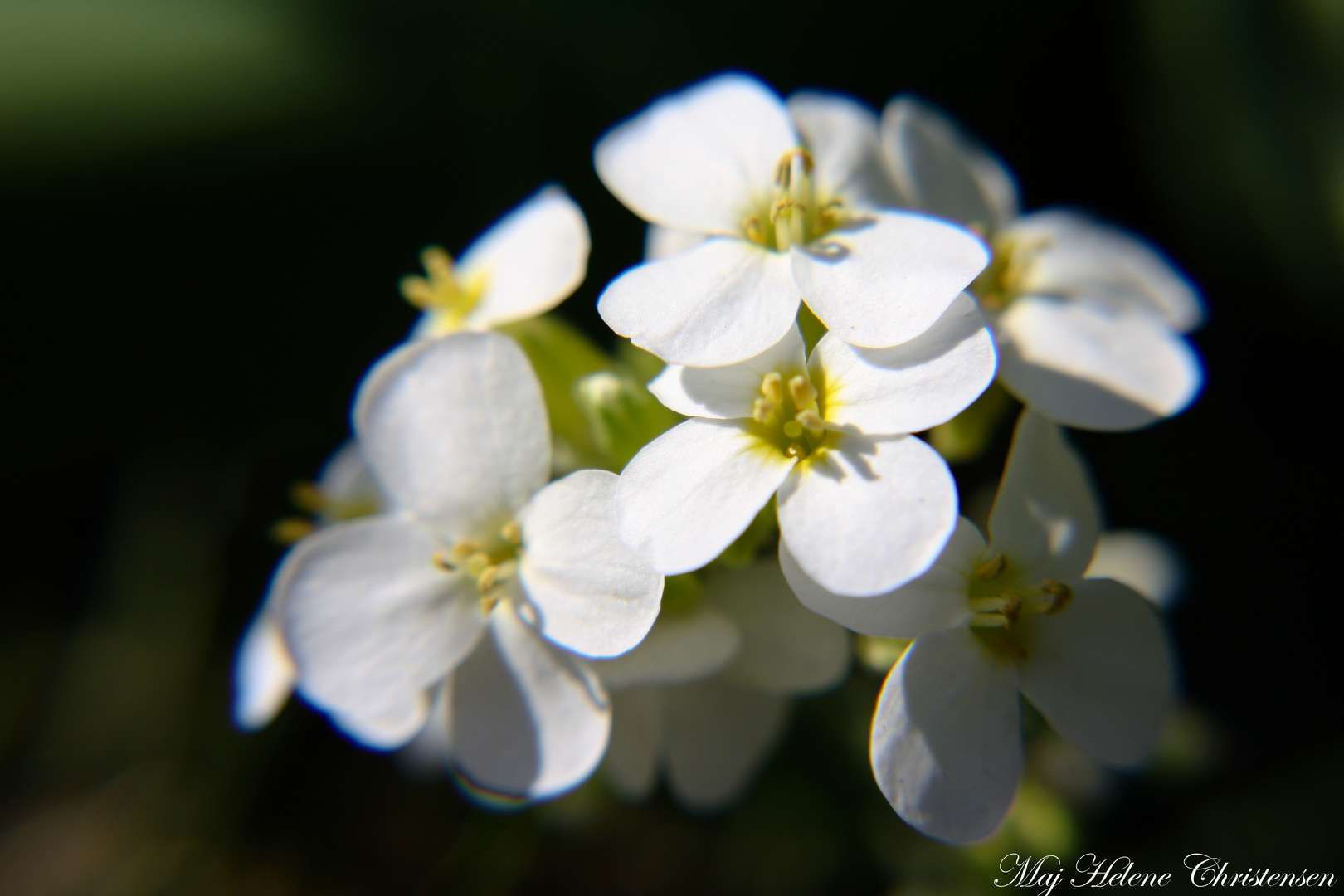 Flower close up