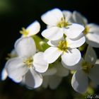 Flower close up