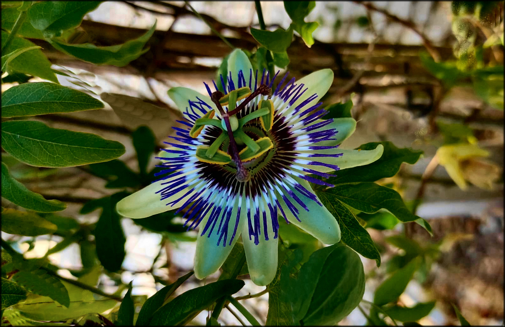 Flower ( de maracujá )