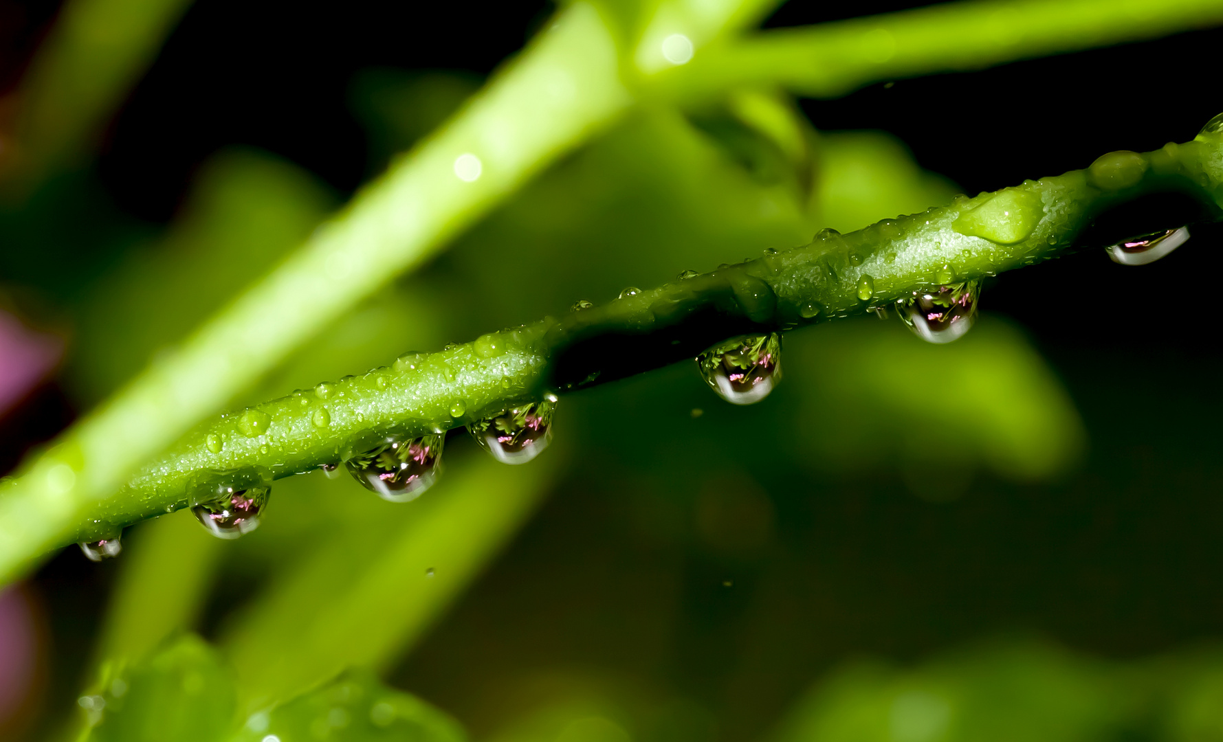 Flower-Drops