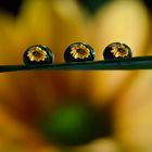 Flower drops...