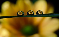 Flower drops...