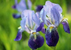 Flower Duet