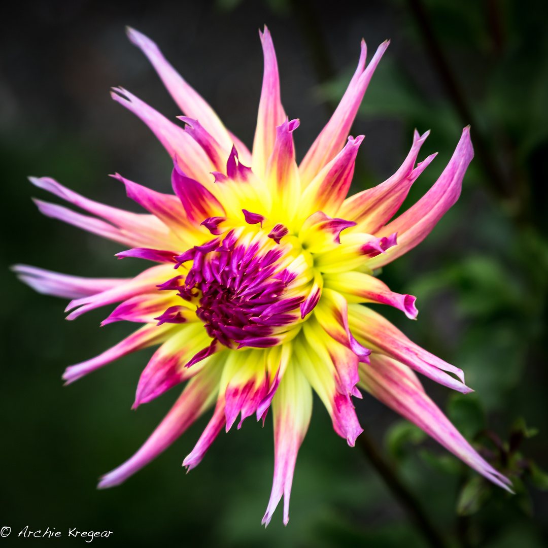 Flower exploding photo & image plants, fungi & lichens, flowers