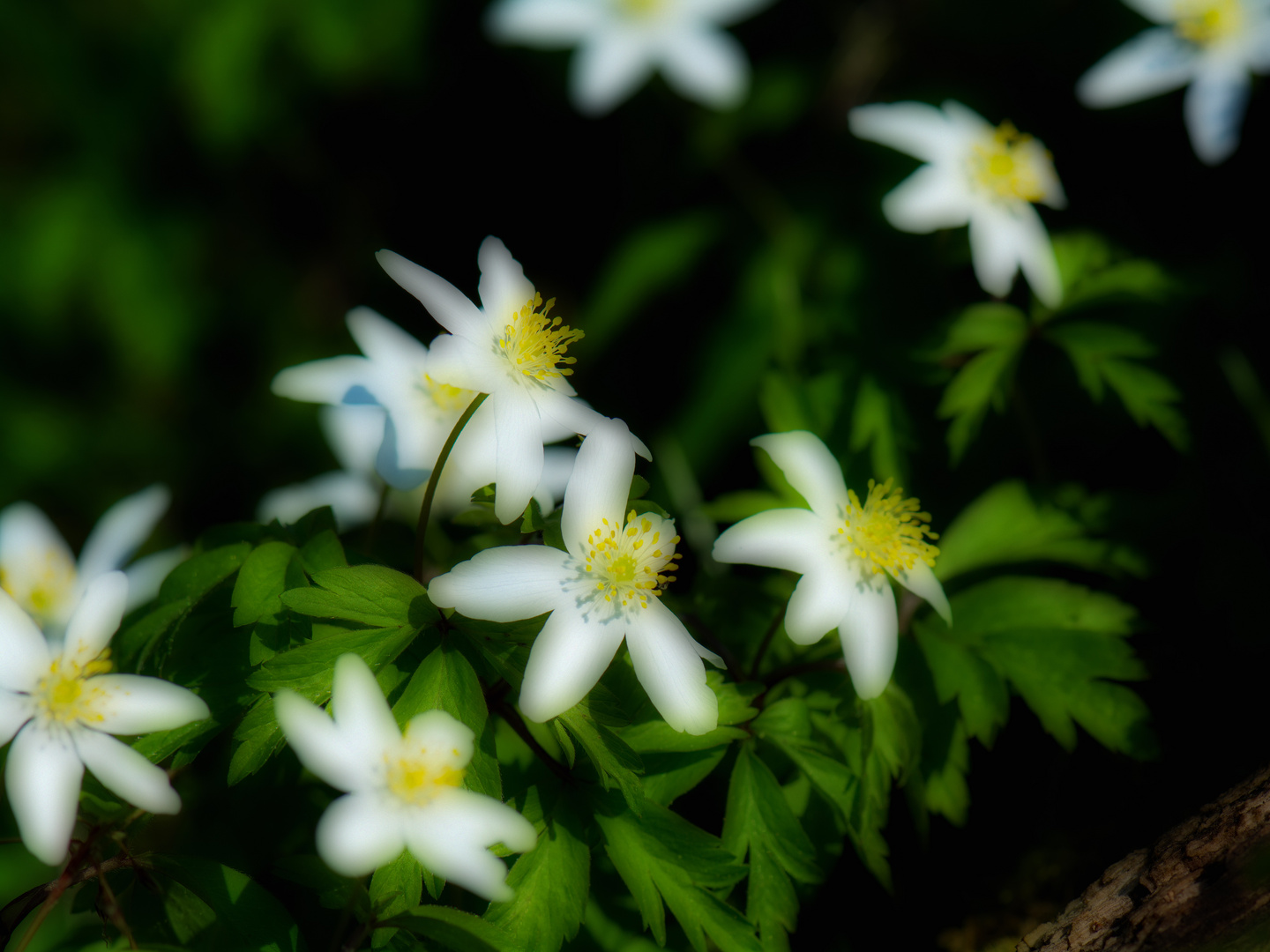 flower faces to the sun