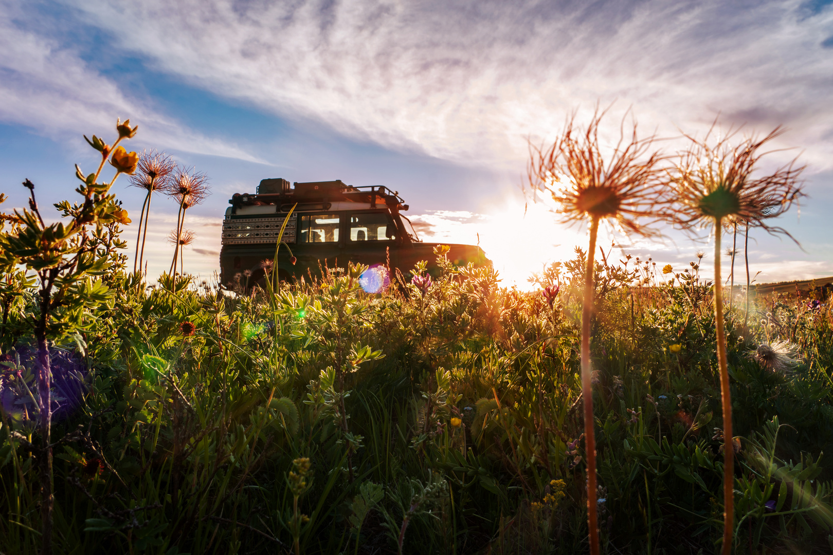 Flower Fields