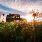 Flower Fields